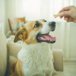 A happy dog being rewarded with a small healthy treat